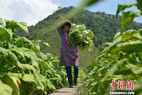 烟农999哪里购买,选购小麦种子时