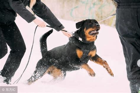 英国斗牛犬禁养是有理由的,英斗为什么突然开始咬人了