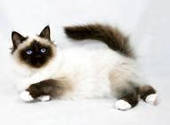 幼犬价格多少钱养狗开销是多少,邻水狗一般多少钱