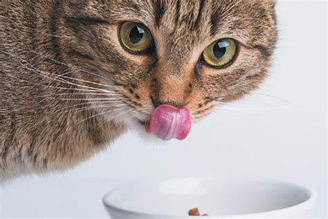 猫为什么不吃猫饭,猫咪为什么会挑食