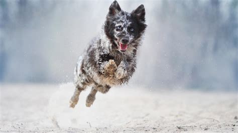 狗在什么地面跑步最好,哈士奇和黑狗在楼顶玩