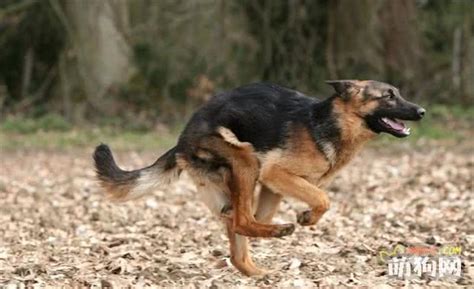 德牧母怎么看是否怀孕,怎么快速判别德牧母犬是否受孕