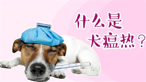 狗得犬瘟怎么治,宠物得犬瘟怎么治