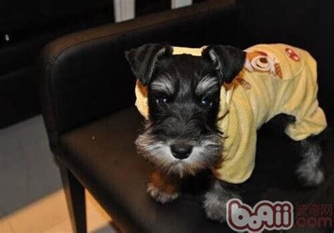 博美成体母多少钱,长春农博会开幕WIFI全覆盖