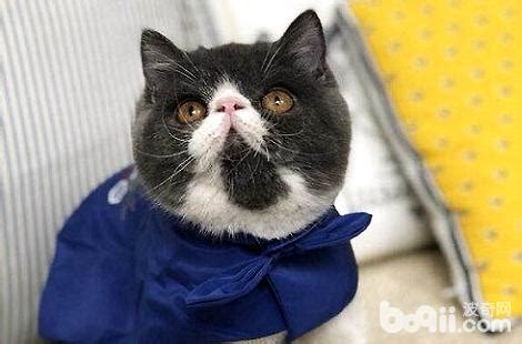 猫咪老是叫唤怎么办,猫咪晚上总是乱叫怎么办