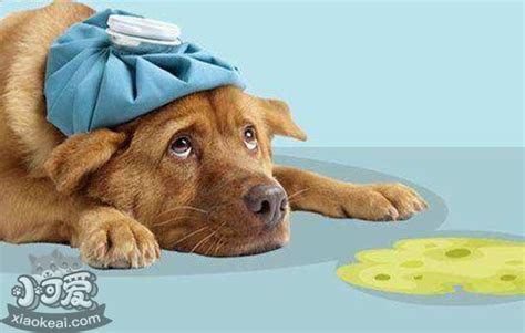 狗狗得细小输什么液体,怎么给细小狗狗补液体