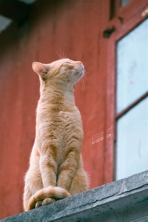 为什么宠物猫,你的猫为什么这么软