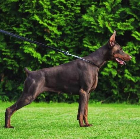 杜宾犬是怎样的犬种杜宾幼犬的价格价位是多少钱,杜宾价格多少