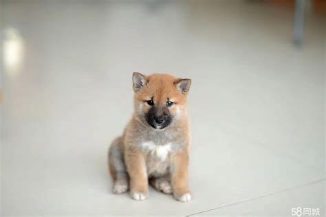 应该如何买柴犬,柴犬买多少大的