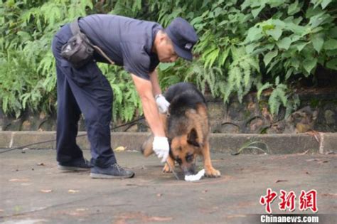 什么警犬最厉害,什么狗最厉害