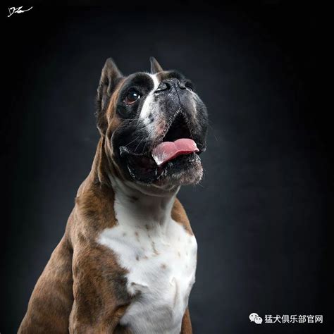 阿拉斯加犬好养吗一个月要花费多少,价格阿拉斯加犬多少钱