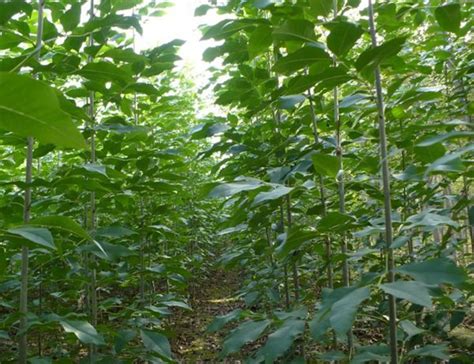 水保林苗木一般选什么,青山长金子绿水育票子