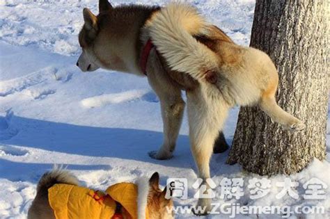 狗的孤独比人更深刻,狗为什么会躺着撒尿