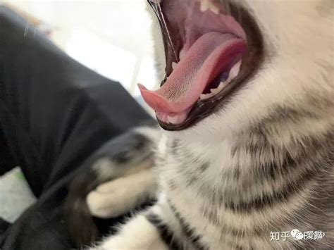 为什么猫被打就不理人,猫咪为什么会不理人