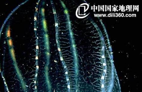 深海生物为什么发光,深海生物有科研价值