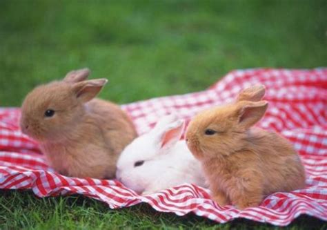 如何才能把兔子养好,为什么宠物兔子养不活