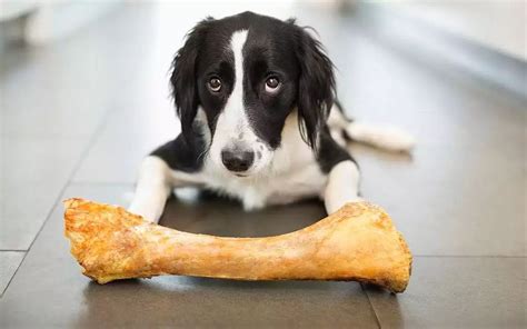 为什么小狗爱吃骨头,狗狗为什么喜欢叼骨头回家