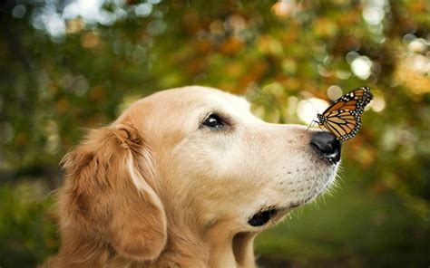 一只法斗幼犬大概得多少钱法国斗牛犬大概多少钱一只,黑白花的法牛多少钱一只