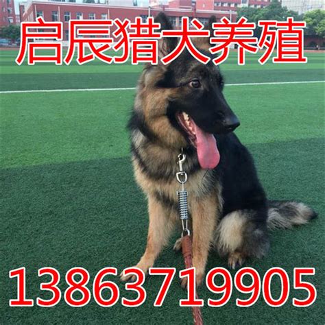 发斗幼犬价格多少钱一个,边牧幼犬的价格一般多少呀