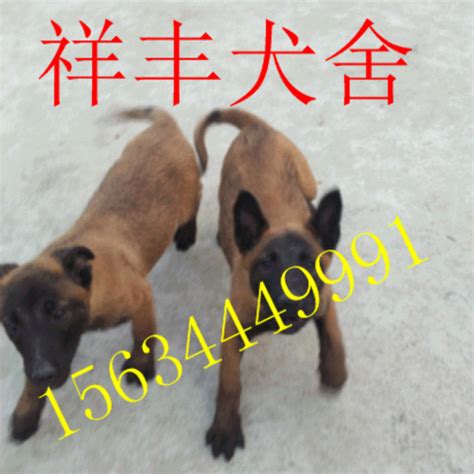 中亚在什么地方,什么地方有卖中亚犬的