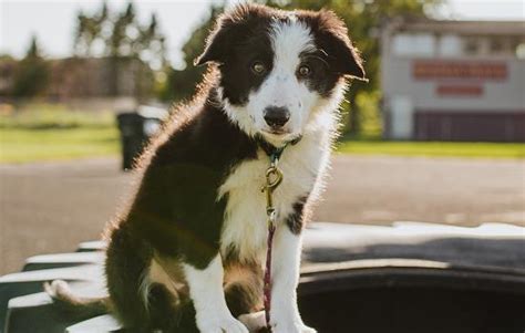 为什么我家泰迪犬一直在发抖,泰迪呕吐是为什么