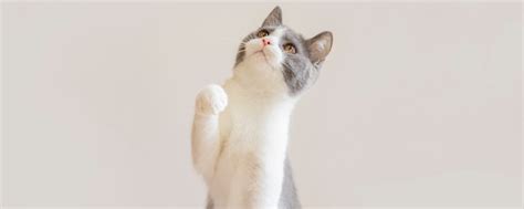 猫为什么开始吃猫砂,为什么小猫喜欢吃猫砂