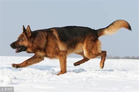 牧羊犬两个月多少钱一只,德国牧羊犬幼犬多少钱一只