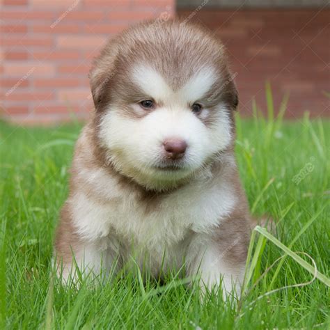 阿拉斯加幼犬多价格多少,老人带阿拉斯加幼犬来狗市出售