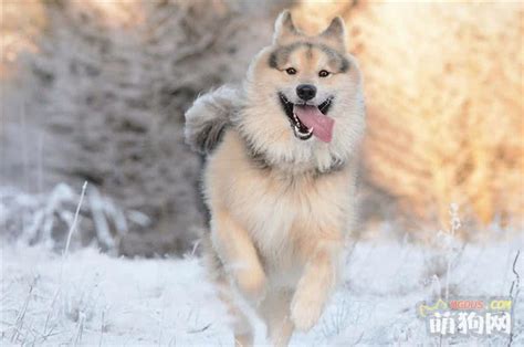 比特犬幼犬多少钱,土狗能打的过比特犬吗