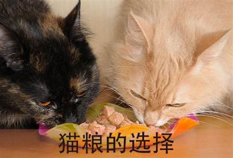 花二十买猫粮喂猫我错了吗给猫吃小儿感冒药行吗,猫吃人药给多少