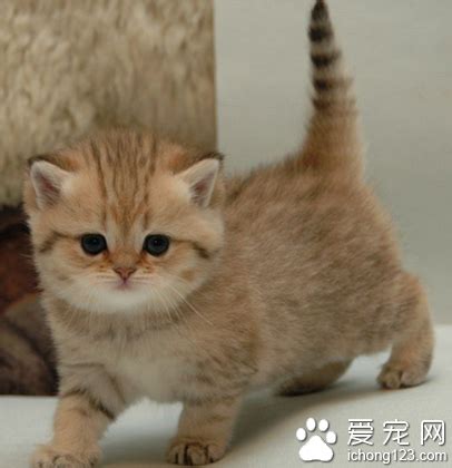 猫咪会吃什么蔬菜,宠物猫咪狗狗专业平台