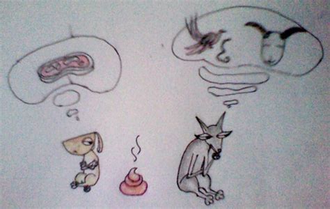 狗狗为什么吃粑粑,小狗为什么吃自己的粪