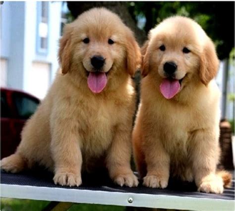 请问金毛幼犬多少钱一只,金毛幼犬值多少钱一只