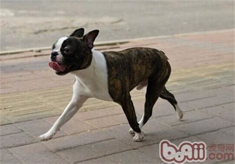 波士顿狗狗多少钱,择偶的标准是怎样的