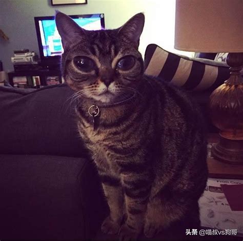 猫咪青光眼是什么症状,青光眼非人类专属