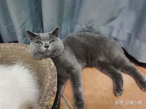 猫咪为什么夏天不吃饭,夏天养猫的3大误区