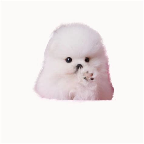 纯种白色博美多少钱,博美大概多少钱一只