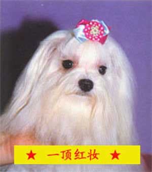 为什么狗会时间长,狗为什么不能养时间长