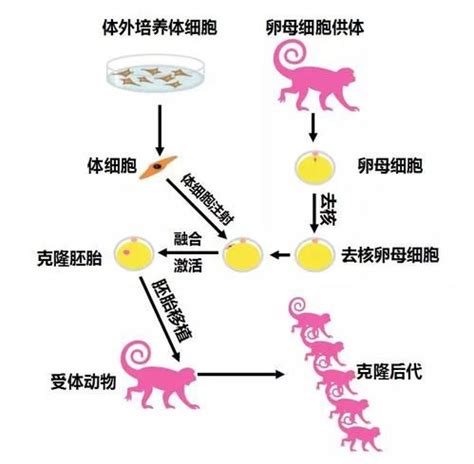 为什么治疗性克隆,治疗性克隆是一种什么技术