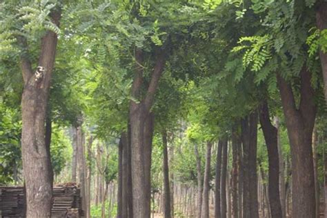 苏州哪个区有槐树,一曲《槐花香》苏州打工者写歌送给异乡人