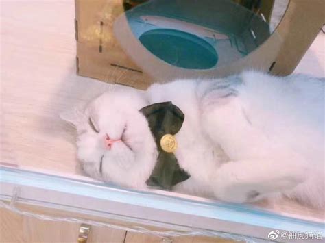 猫为什么不喜欢睡窝里,猫咪为什么都不爱睡猫窝