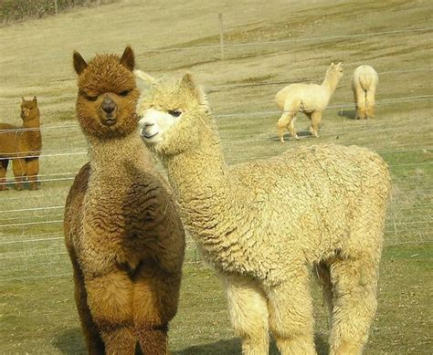 电信诈骗为什么叫电信,为什么总说电信诈骗