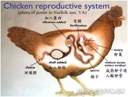 为什么母鸡每天会下蛋,鸡蛋竟然是母鸡的月经