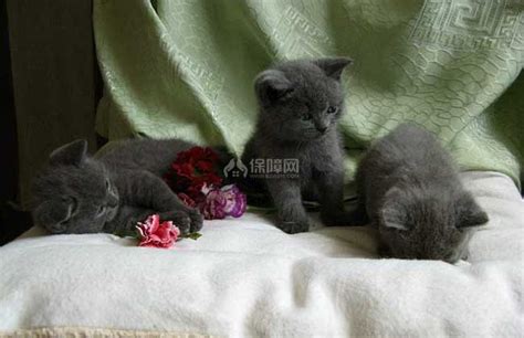 英国短尾猫多少钱,就选英国短毛猫