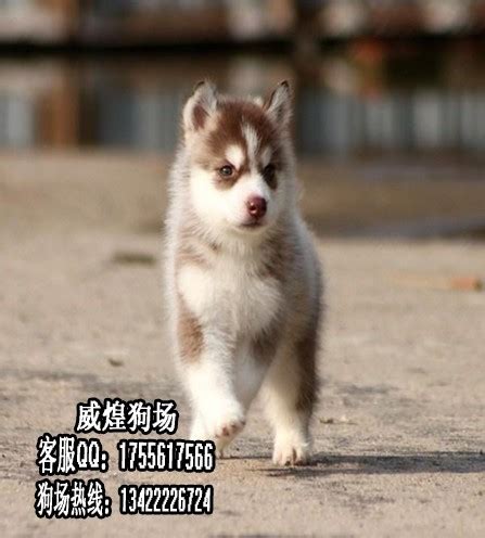 哈士奇幼犬多少钱一只,哈奇士幼崽多少钱一只