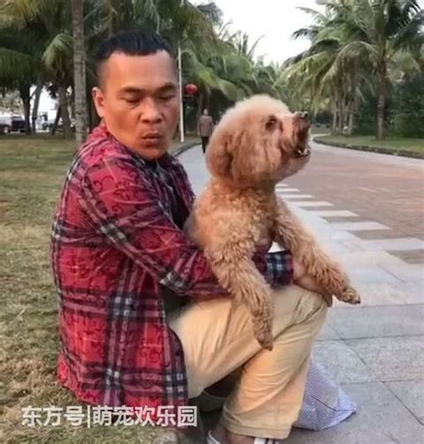 为什么泰迪犬可以站着走路,泰迪站着走路有什么危害