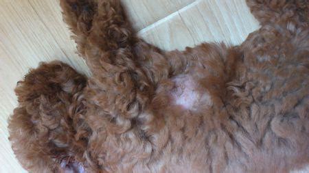 泰迪为什么掉绒毛,是什么原因导致的