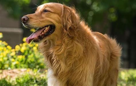 公金毛尿血吃什么会好,为什么不建议你养公金毛