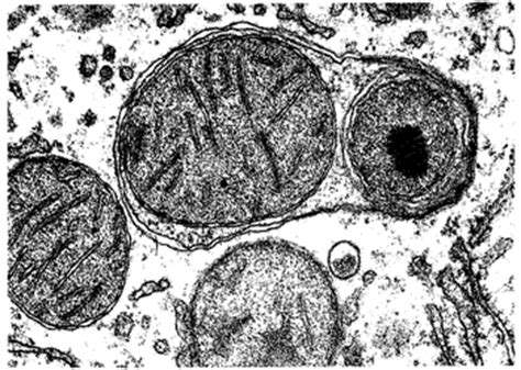 合成生物学,生物科学的一个分支学科