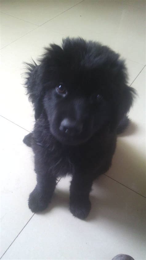 现在买一只藏獒要多少钱啊我国还有多少只纯种藏獒,纯种藏獒多少钱一纯种藏獒多少钱一只只